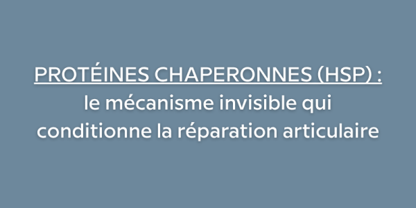 Protéines chaperonnes (HSP) : le mécanisme invisible qui conditionne la réparation articulaire